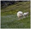 6/landmannalaugar  97 (Small).jpg